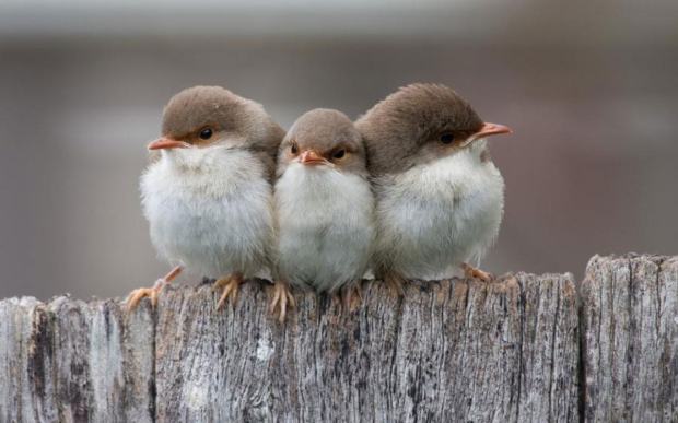 Cute-Birds-7